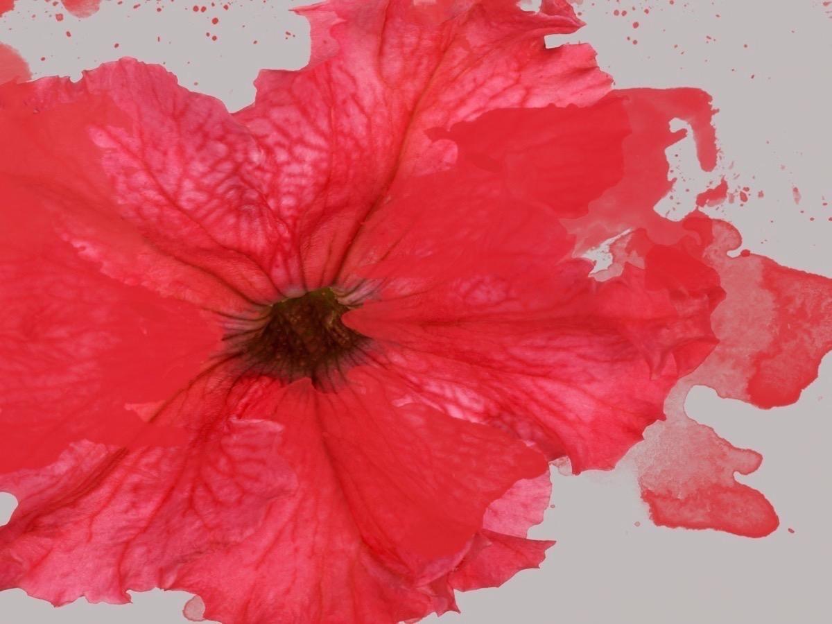 Peinture rouge « Sweet Melody » à fleurs, ornée à la main, giclée sur toile 60 L x 40 H