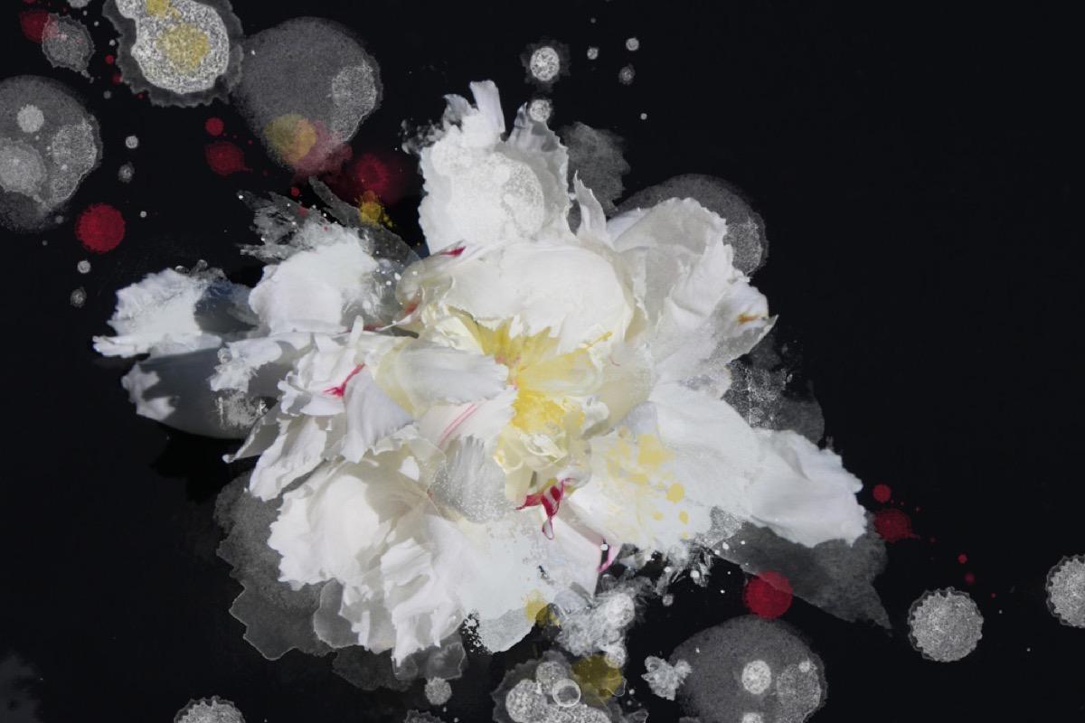 Irena Orlov Still-Life Painting -   Breathless 6, Black White Floral Art Embellished Giclee on Canvas 40H X 60W