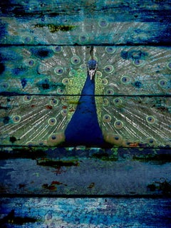 Peacock II, Blue Green Painting, Mixed Media Textured on Canvas 60 H X 40" W 