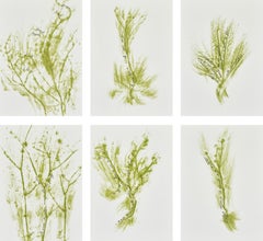 Vintage Erbe (Herbs)