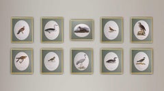Antique Birds Composition - "Svenska Faglar" - unique ornithology prints - set of 10