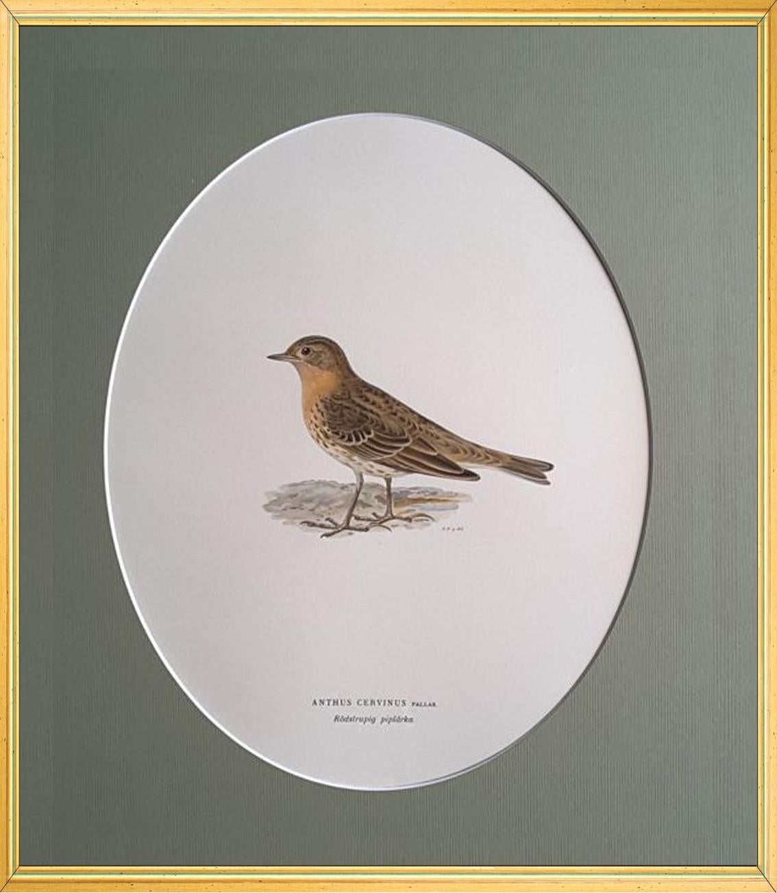 Birds Composition - 