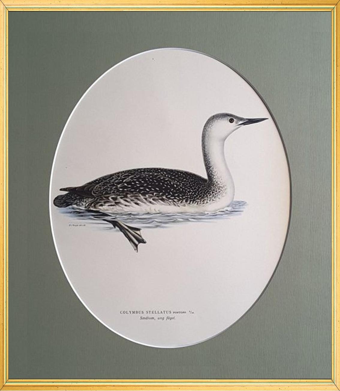 Birds Composition - 