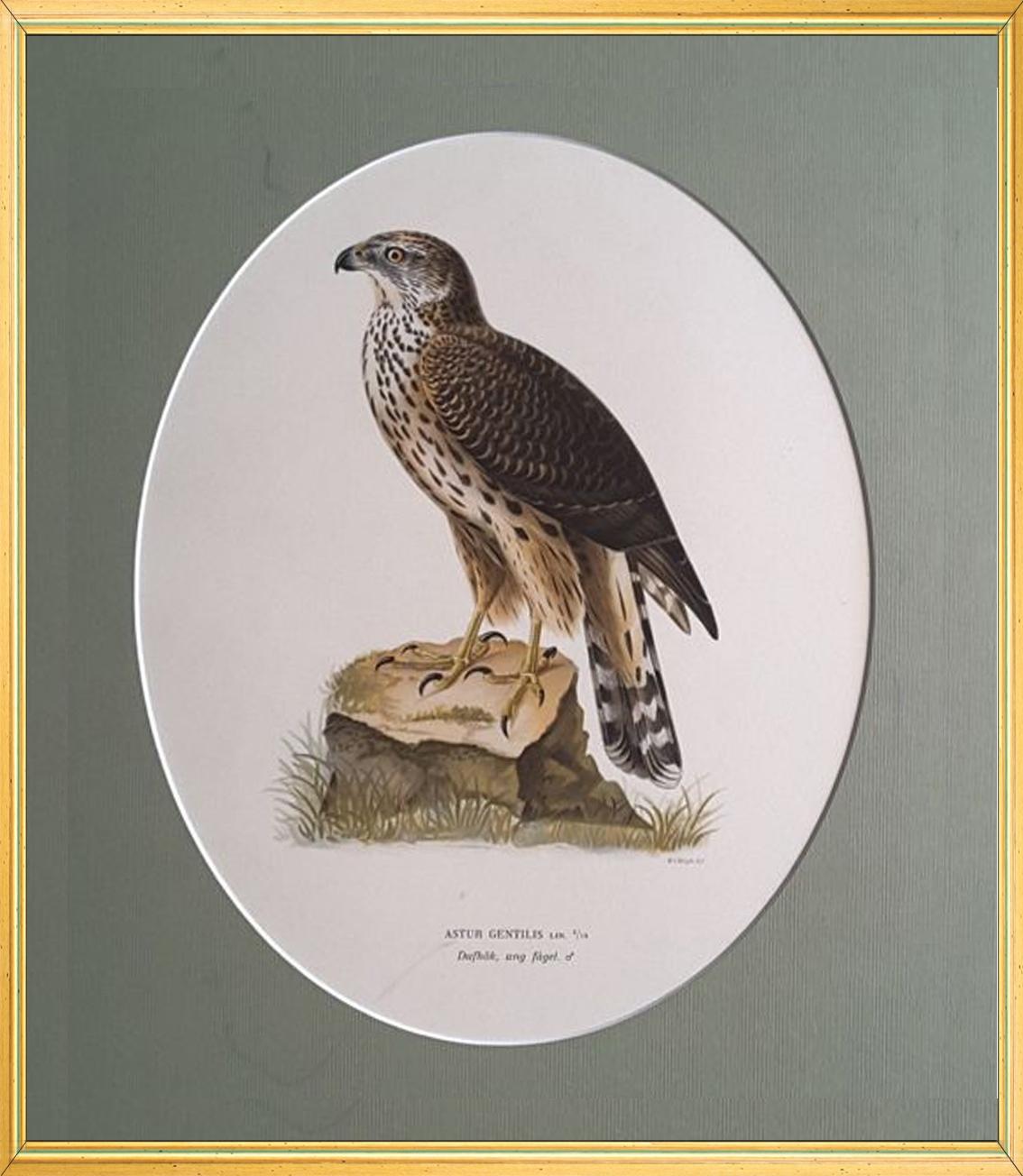 Birds Composition - 
