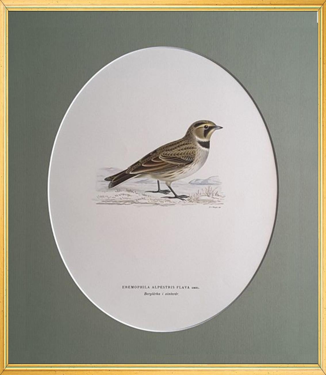 Birds Composition - 