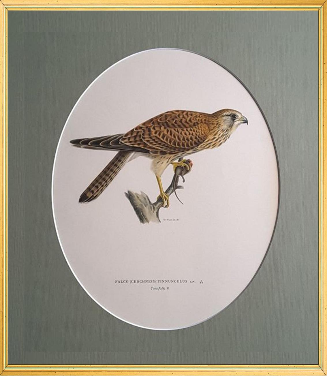 Birds Composition - 