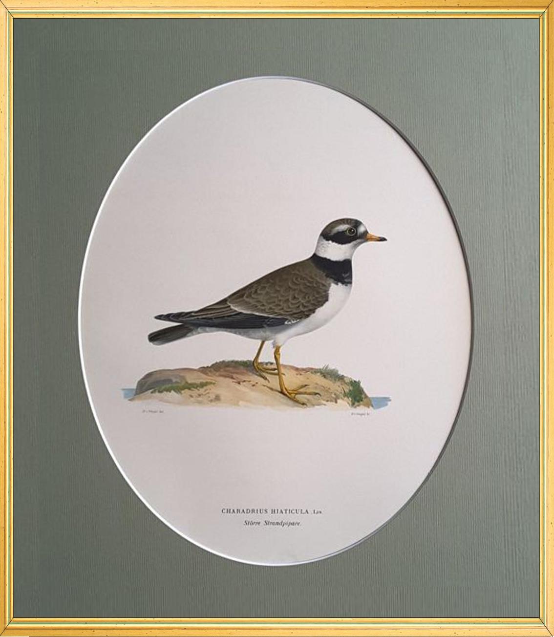 Birds Composition - 