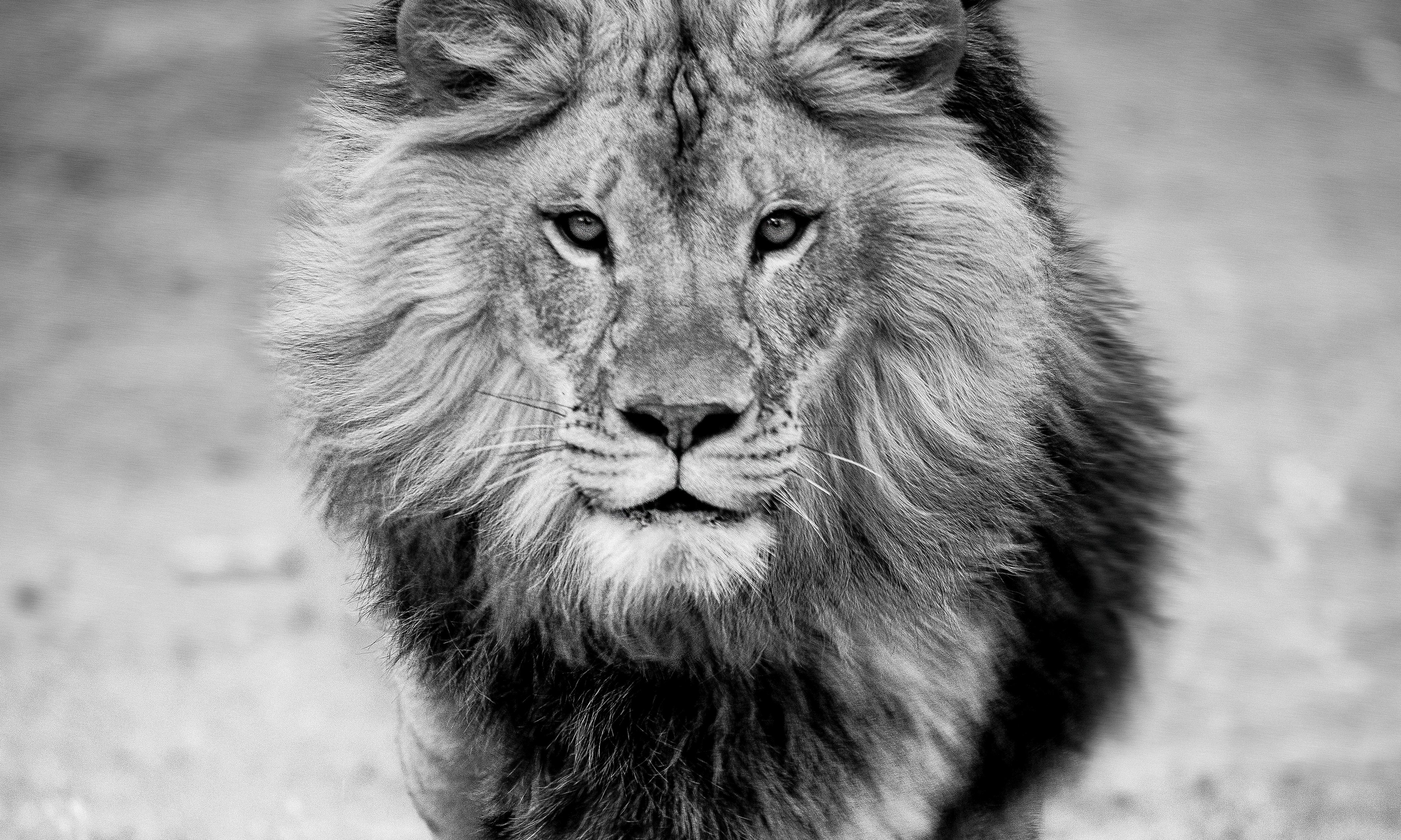 lion photography