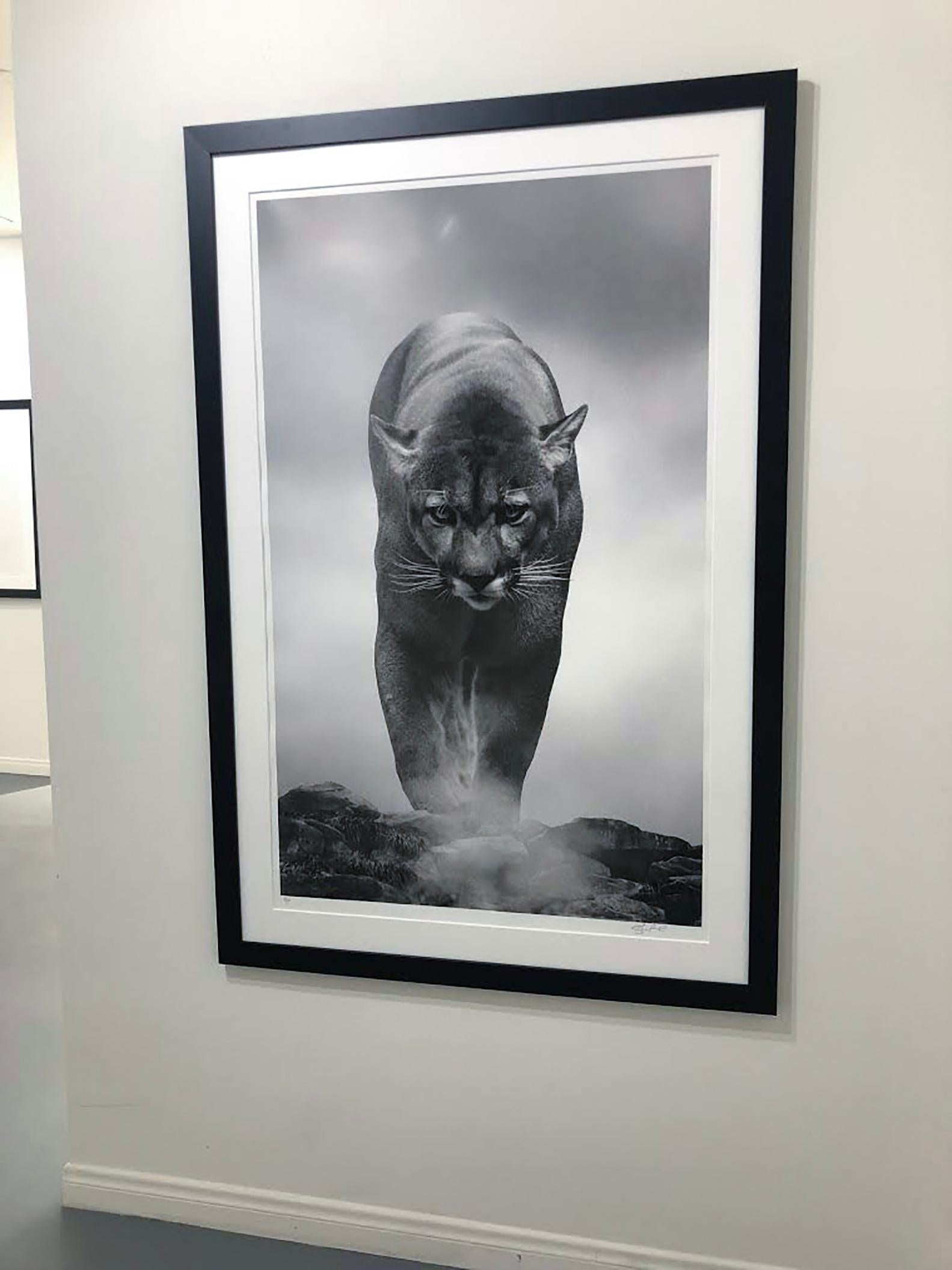 King of the Mountain - 40x60 Contemporary Black and White Photography, Cougar - Gray Landscape Photograph by Shane Russeck