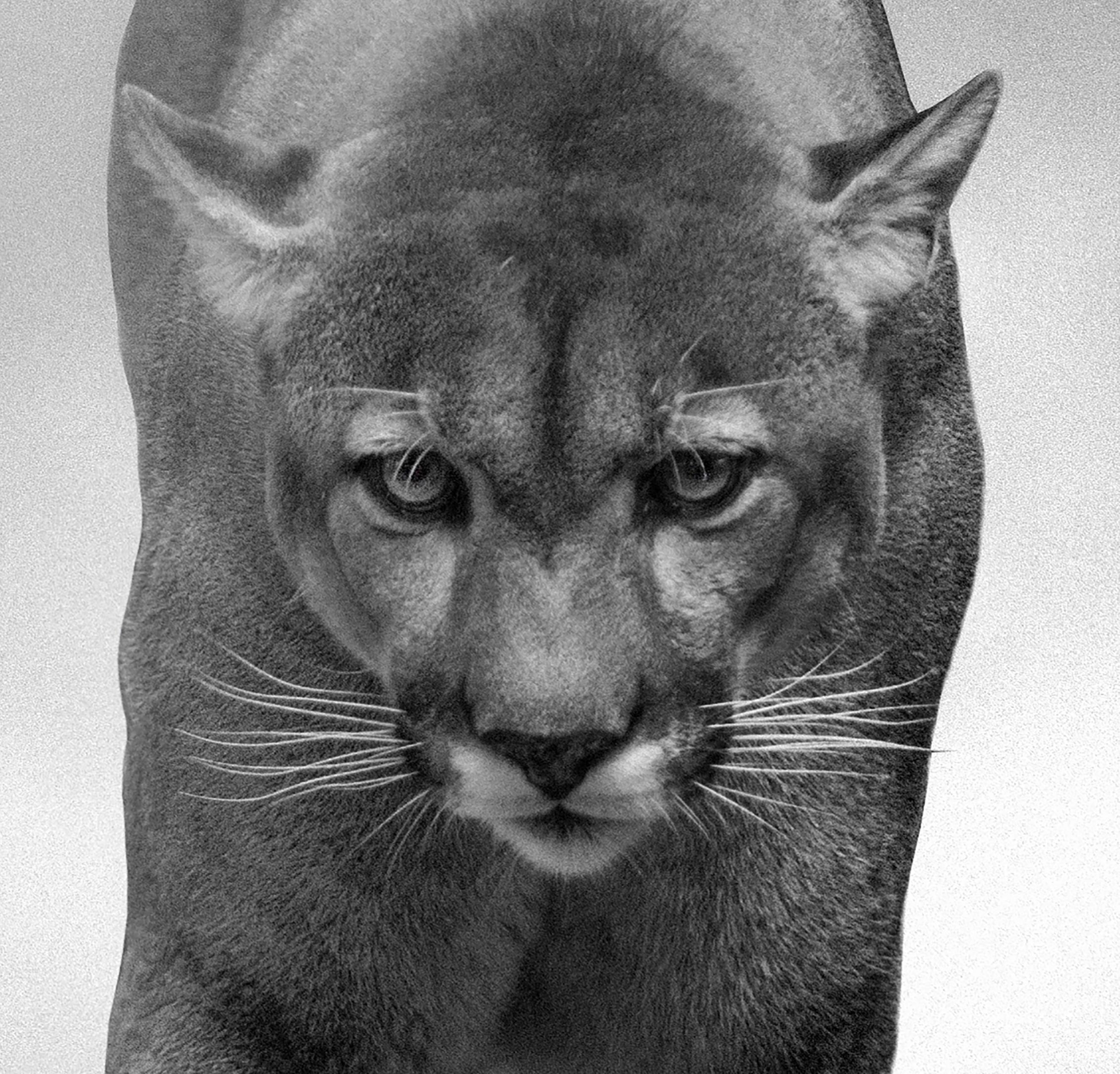 King of the Mountain - 20x30 Contemporary Black and White Photography, Cougar - Gray Landscape Photograph by Shane Russeck