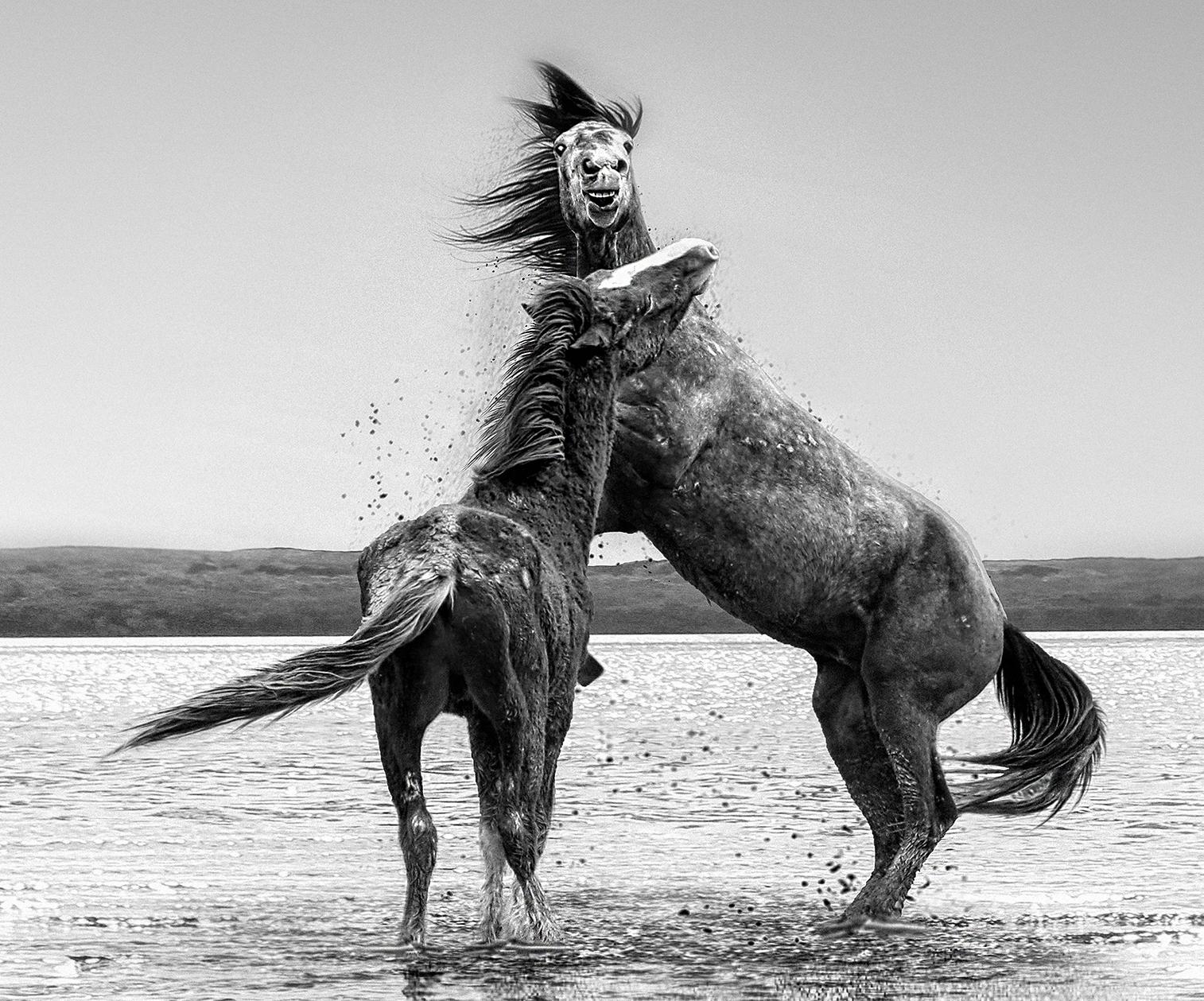 The Pugilist - 36x48 Contemporary Black and White Photography of Wild Horses - Gray Landscape Photograph by Shane Russeck