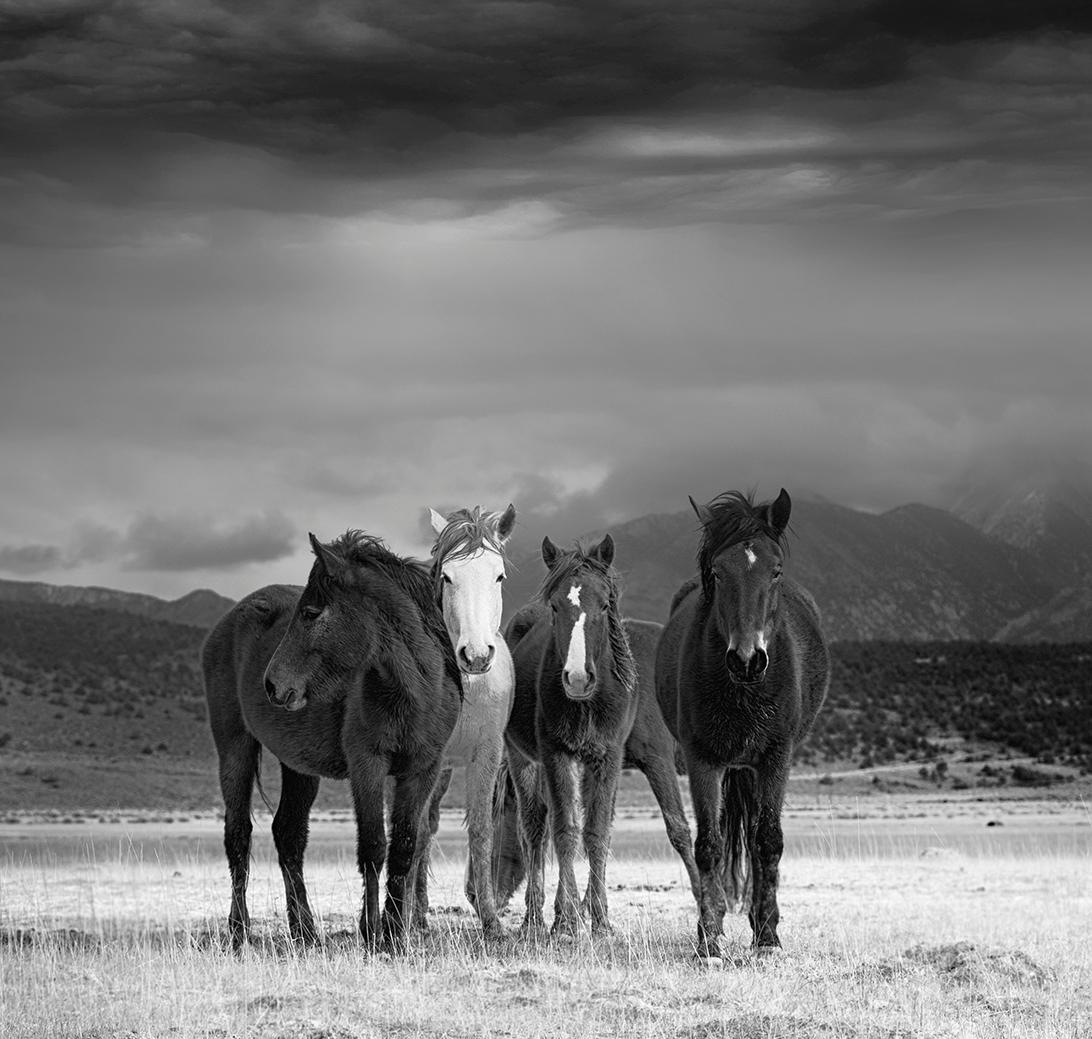 This is a contemporary black and white photograph of American Wild Mustangs. 
