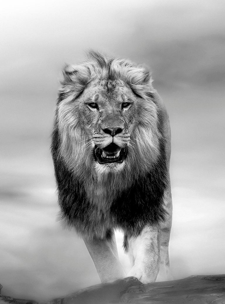 Shane Russeck Animal Print - The Contender - 36x48 Contemporary Black and White Photography, Lion 