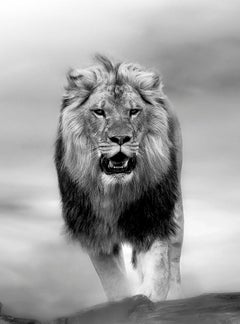 The Contender - 36x48 Contemporary Black and White Photography, Lion 