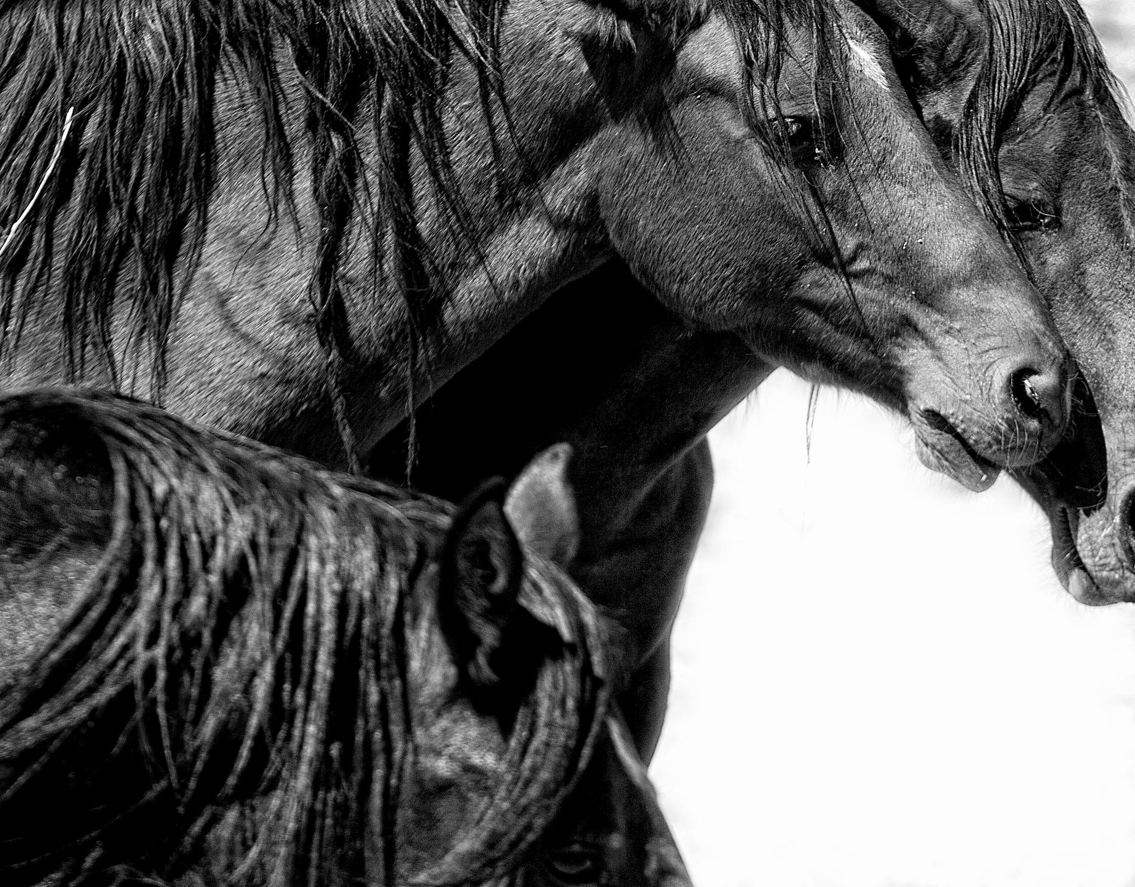 Shane Russeck Black and White Photograph - Canvas Print - Contemporary  Photography of Wild Horses 20x24