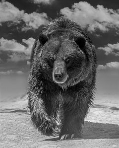 Grizzly Shores 80 x 110- Contemporary Black and White Photography of Grizzy Bear