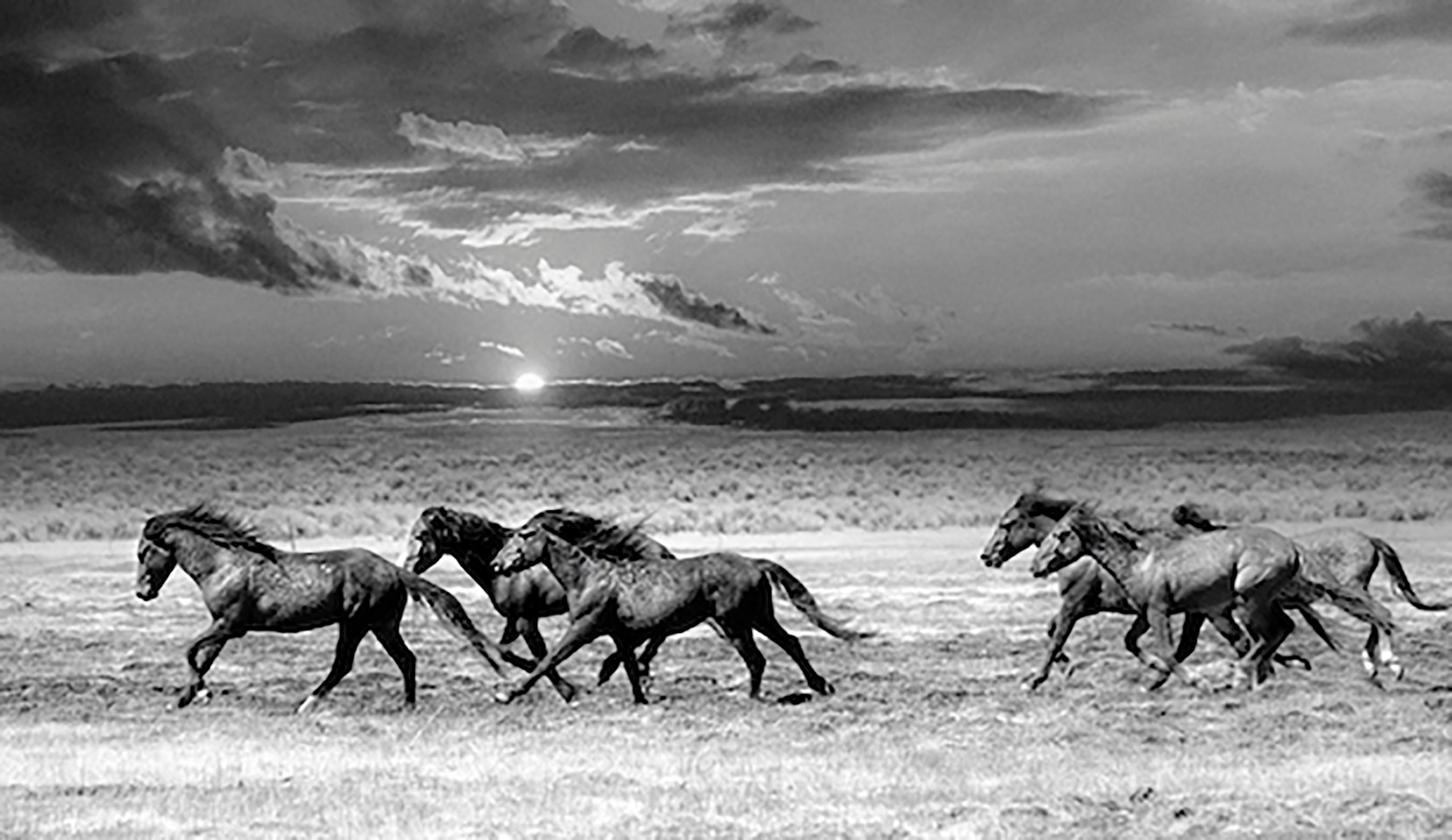 This is a contemporary black and white photograph of Northern California Wild Mustangs. 
