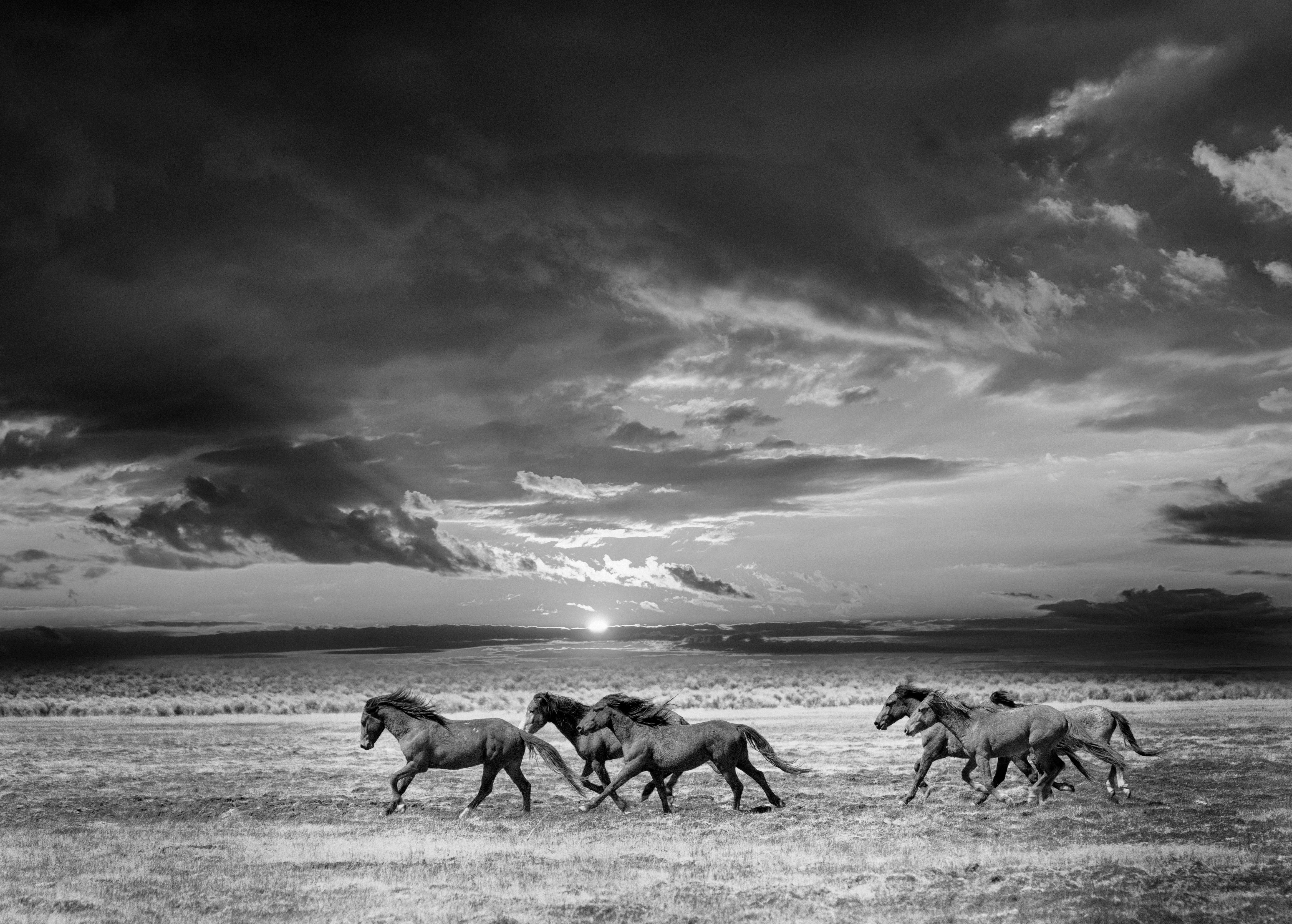 Shane Russeck Black and White Photograph - Chasing the Light  18x24 - Contemporary Black & White Poster of Wild Horses