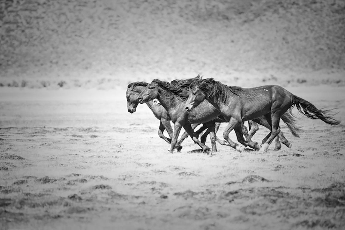 Shane Russeck Black and White Photograph - Black and White Metal Photo of Wild Horses Mustangs (Special 1stdibs Price)