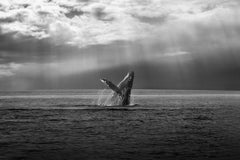 Humpback Whale Breach 38x53 - Proceeds going to The Sea Shepherd Society.