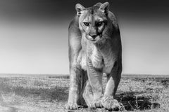 Cougar Print 80x110 - Fine Art Photography of Mountain Lion
