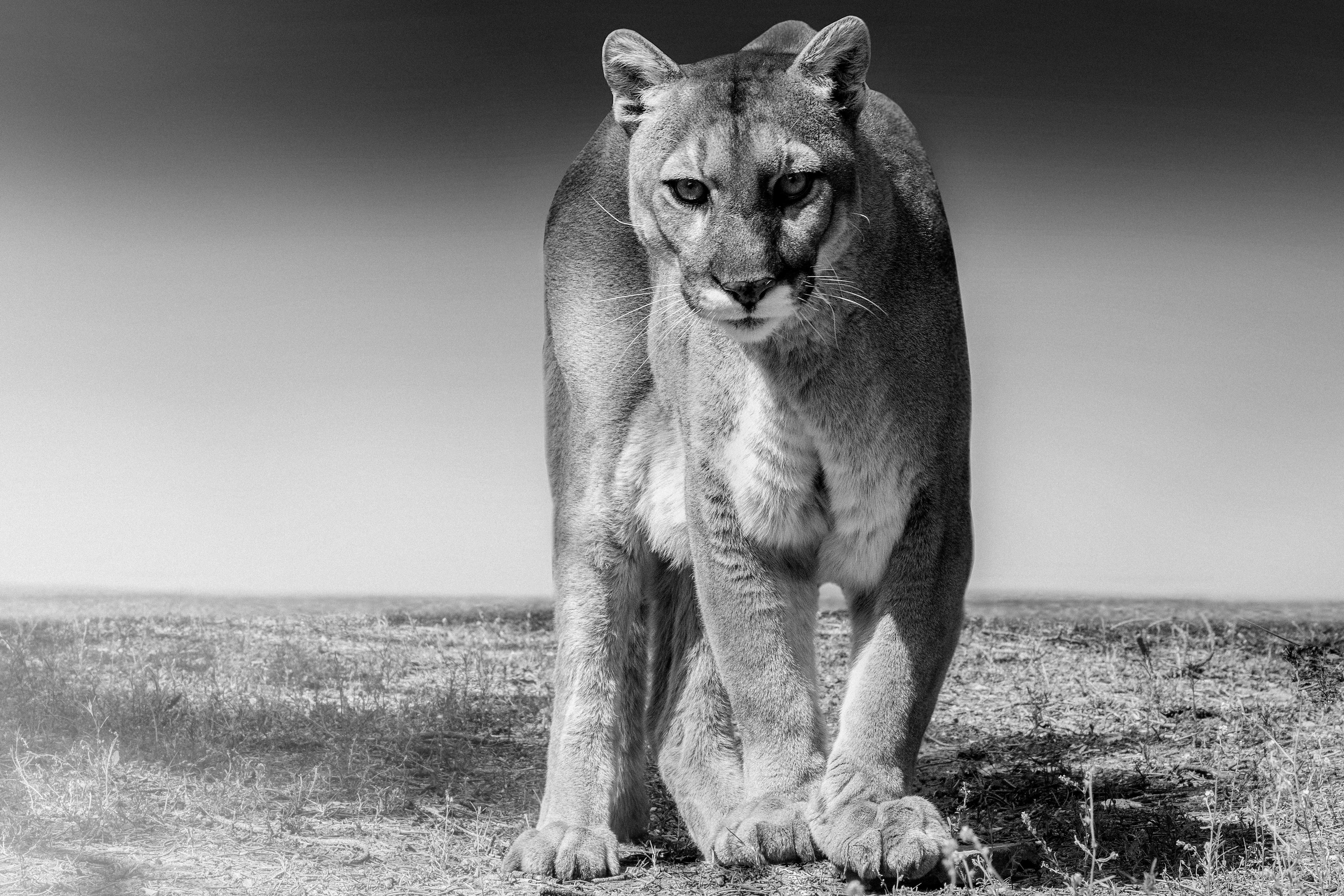 Shane Russeck Black and White Photograph - Cougar Print 60x40 - Fine Art Photography of Mountain Lion