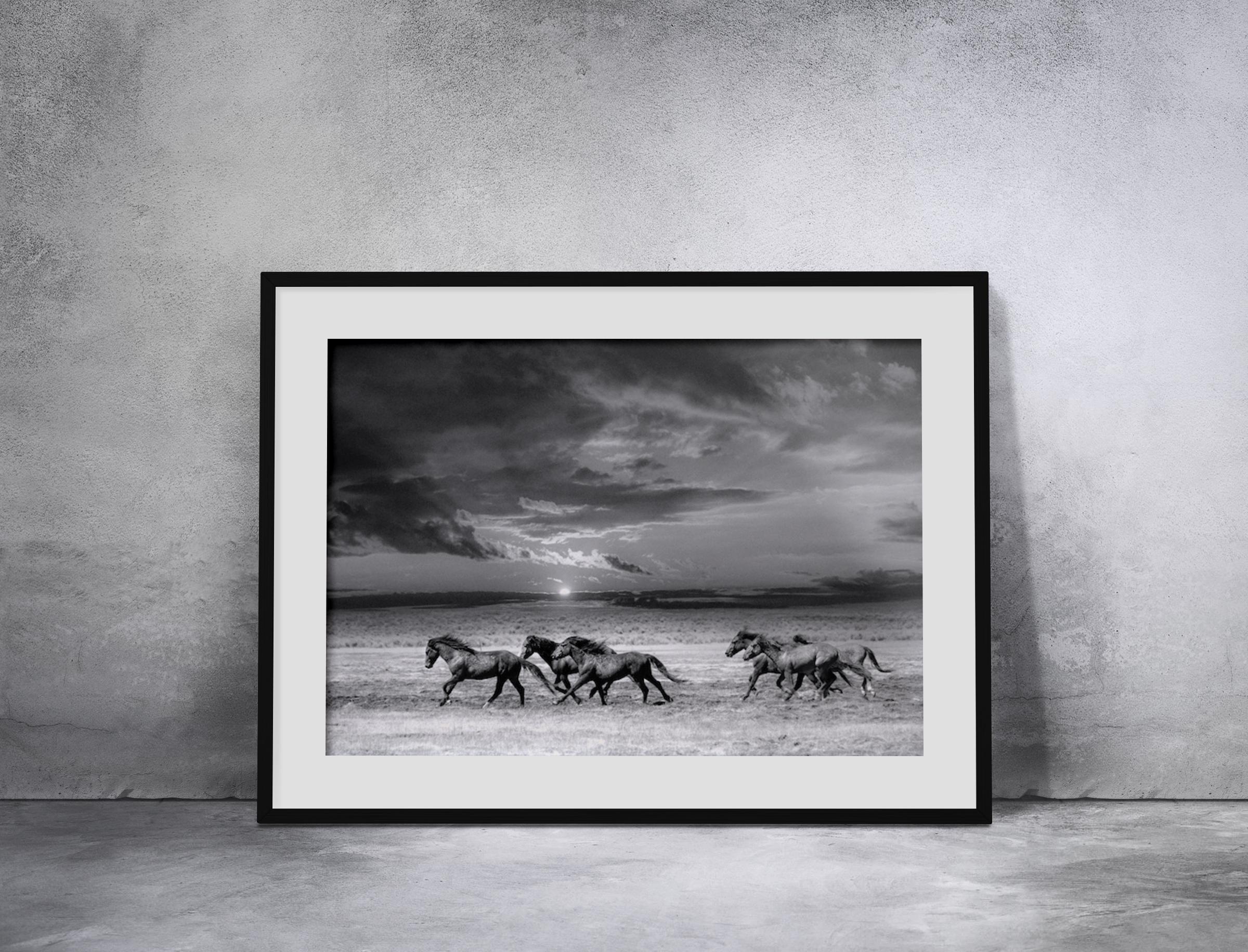 This is a contemporary black and white photograph of Northern California Wild Mustangs. 
"They represent the ultimate expression of American freedom"
36 x 48 Edition of 12. Signed by artist. 
Printed on Hahnemühle Photo Rag using archival ink