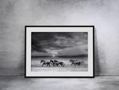 Black and White Photograph of Wild Horses Mustangs"Chasing the Light " 36 x 48 