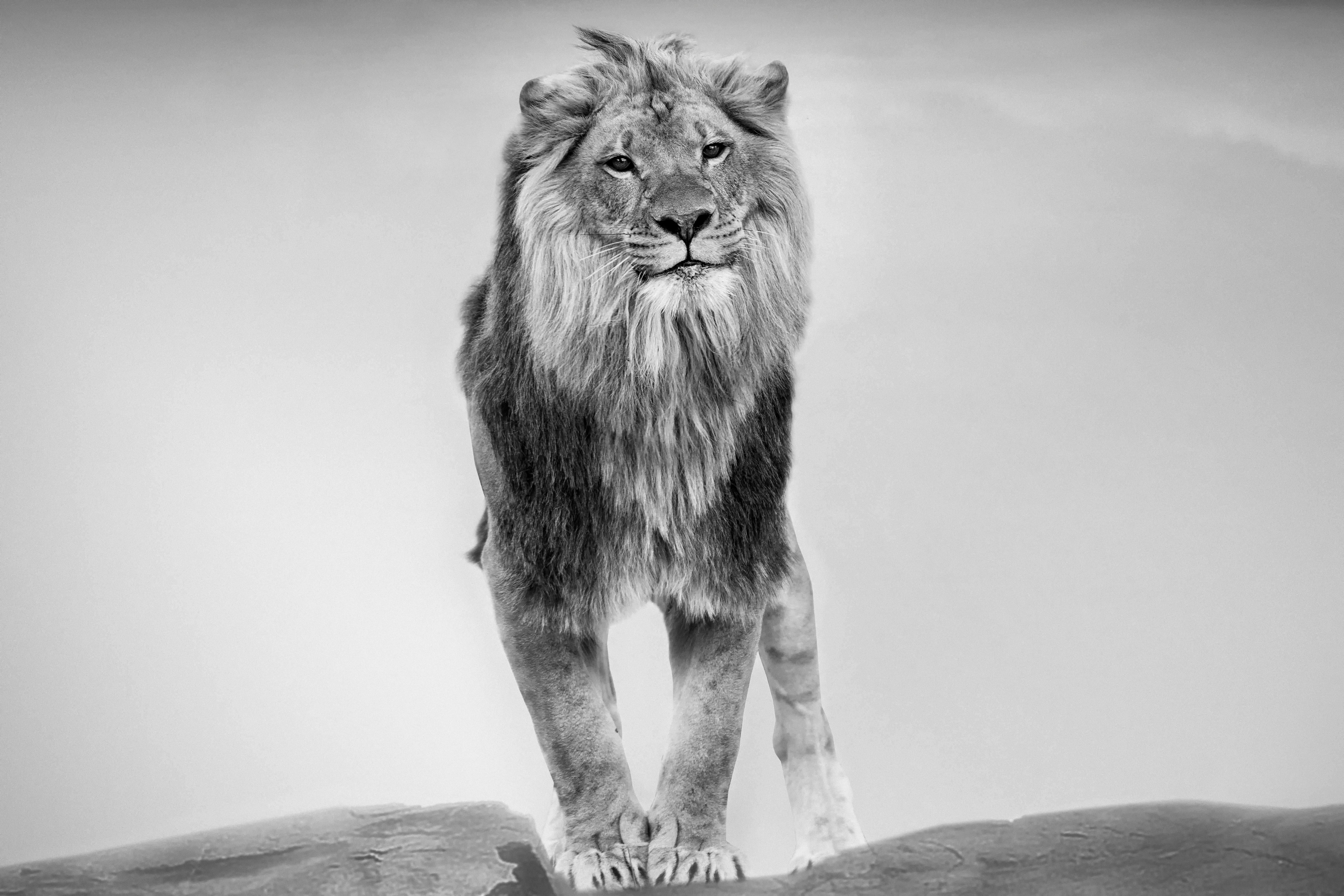 lion king black and white