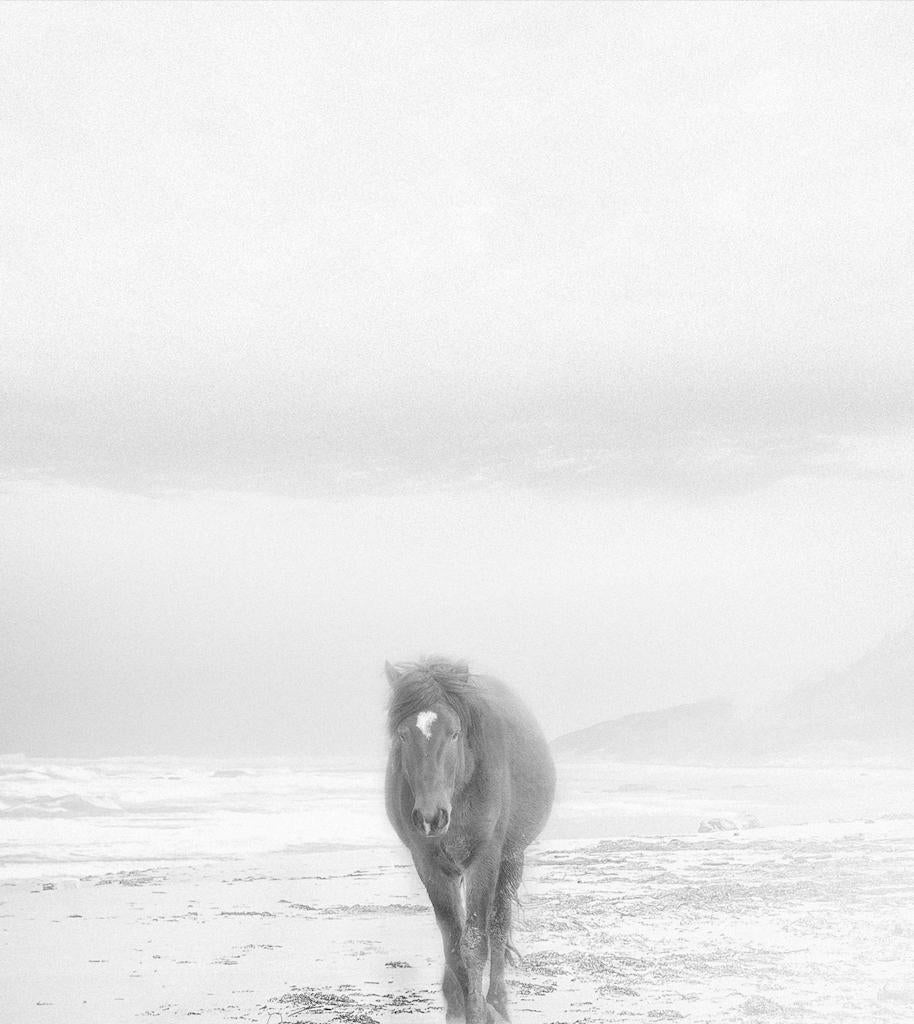 Shane Russeck Animal Print - Wild Horse on Beach- 30 x 30  Contemporary  Photography (Last of the Editon)