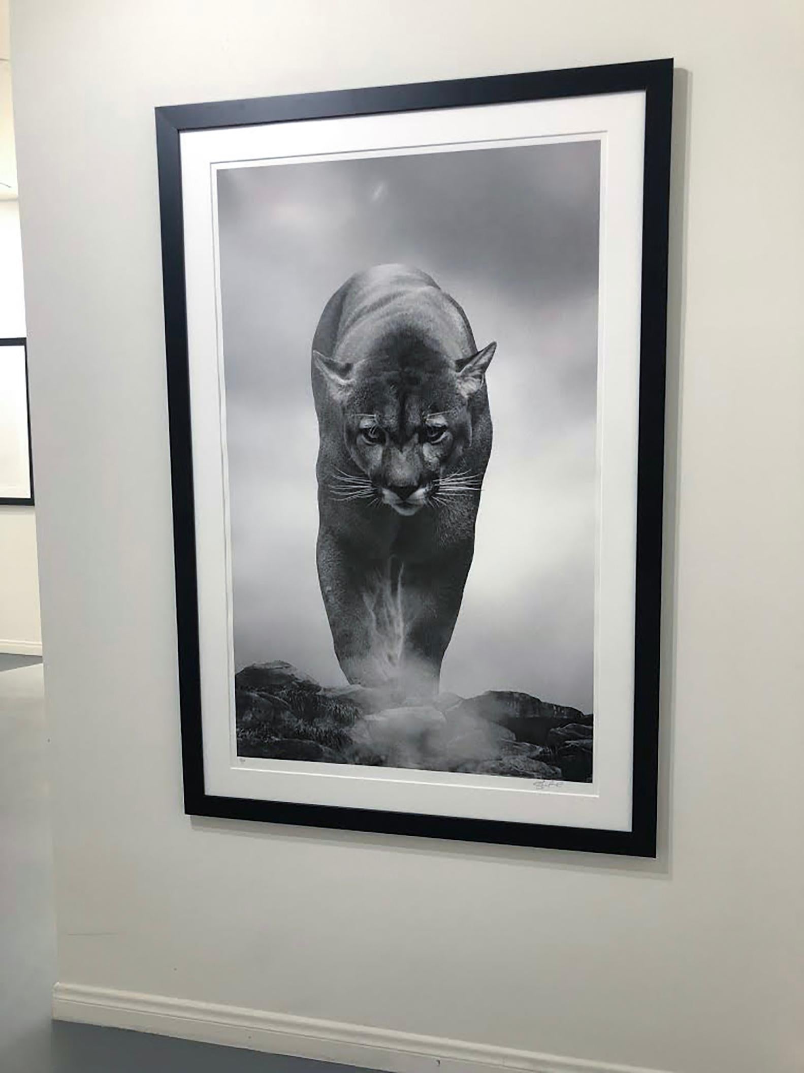 King of the Mountain - 36x48 Contemporary Black and White Photography, Cougar - Gray Landscape Photograph by Shane Russeck