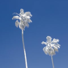 "White Palms" - Limited Edition Print by Matthew Ehrmann / Palm Trees