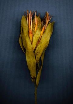 "Protea, Blue" - Limited Edition Print by Bob Francis - Florals