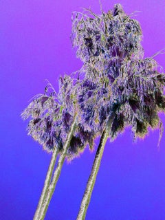 Purple Palms- Photographic Print by Maureen Haldeman - bright colors