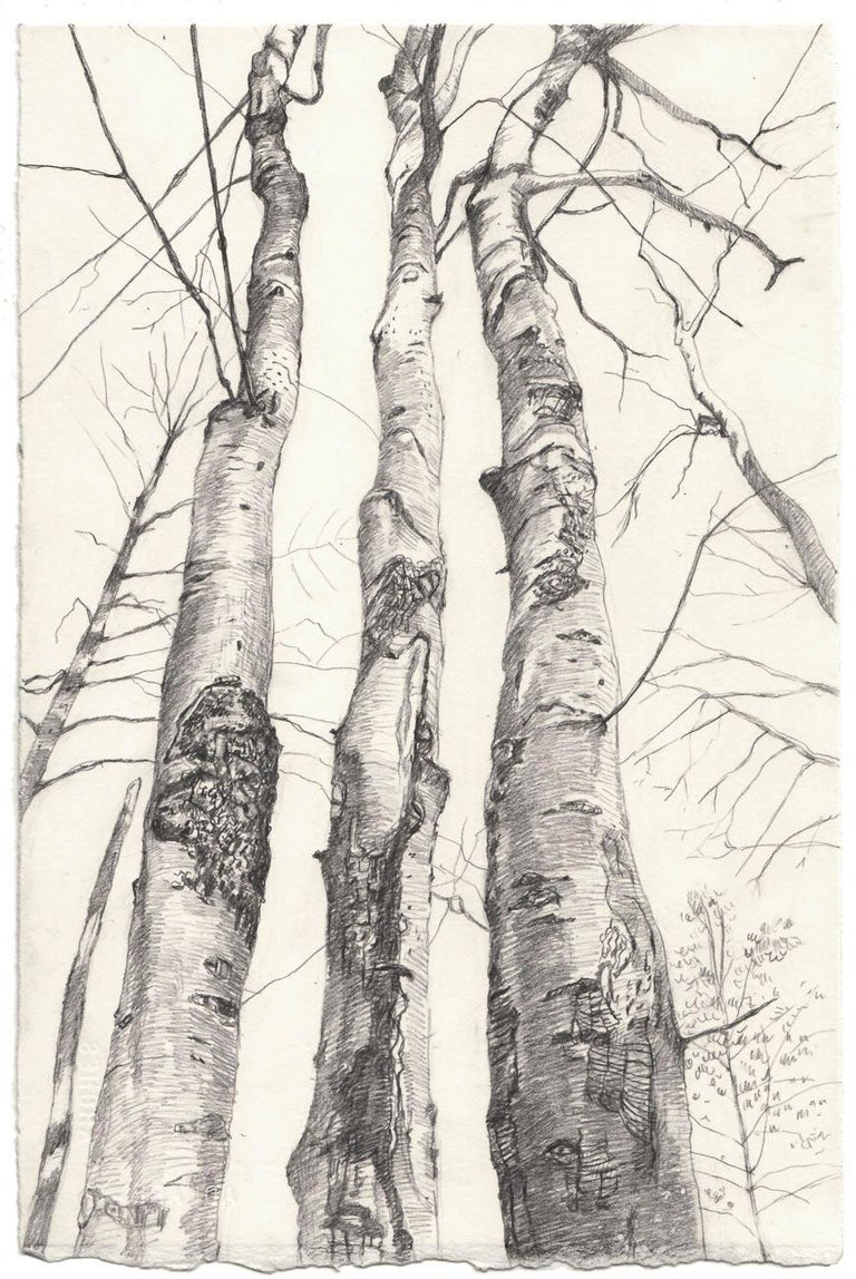 Amy Talluto Landscape Art - Three Beech Trees