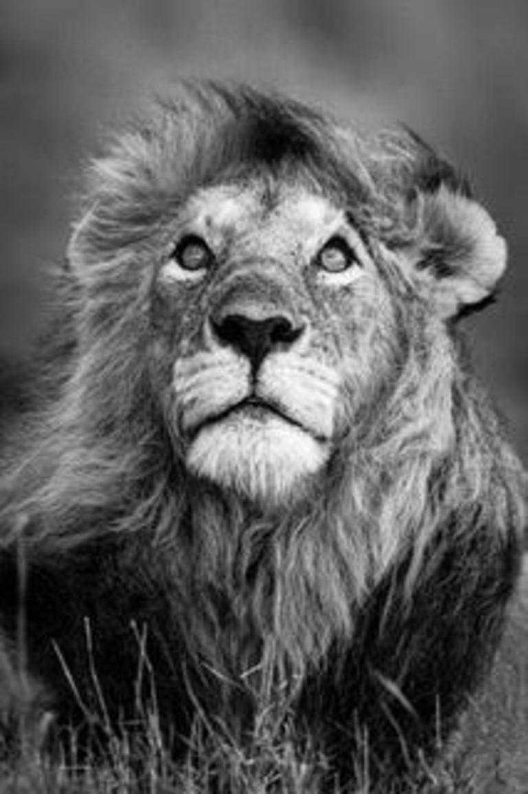 Michel & Christine Denis-Huot Black and White Photograph - Lion
