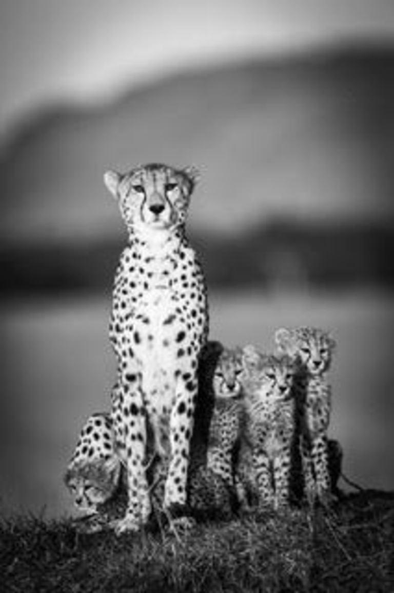 Michel & Christine Denis-Huot Landscape Photograph - 20th Century Cheetah Landscape Black and White Photography Mother Cubs African