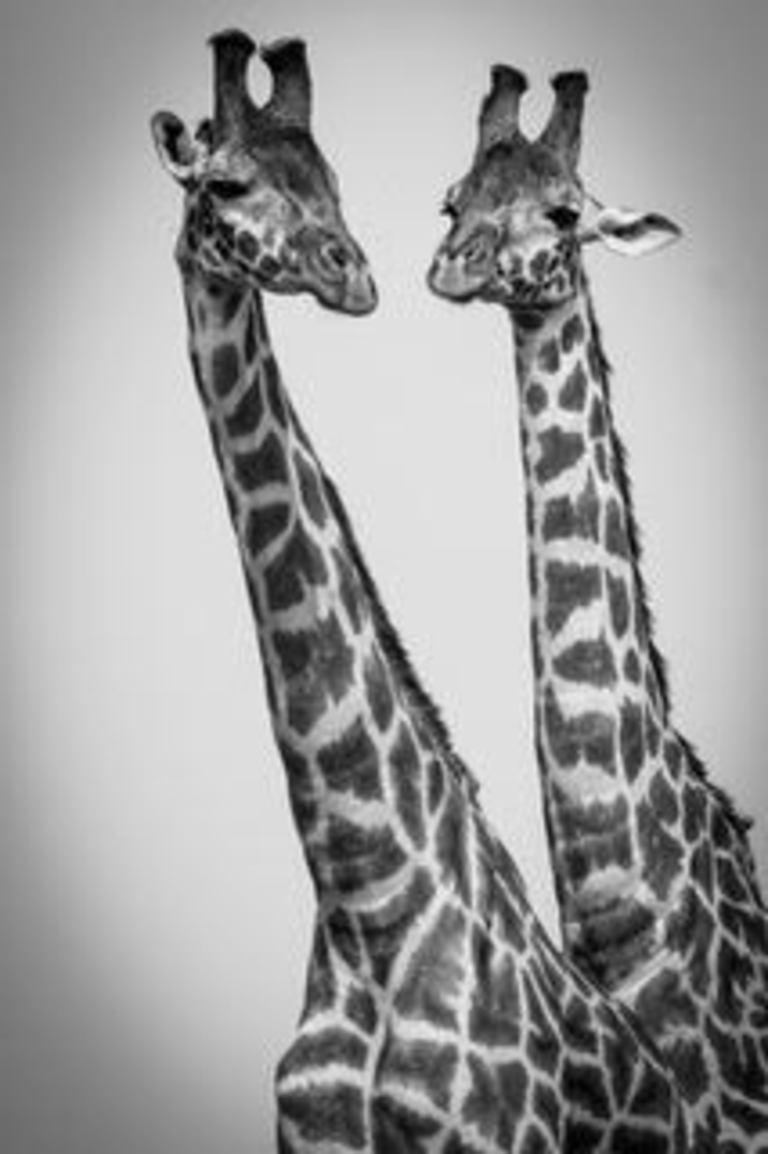 Michel & Christine Denis-Huot Black and White Photograph - Giraffes