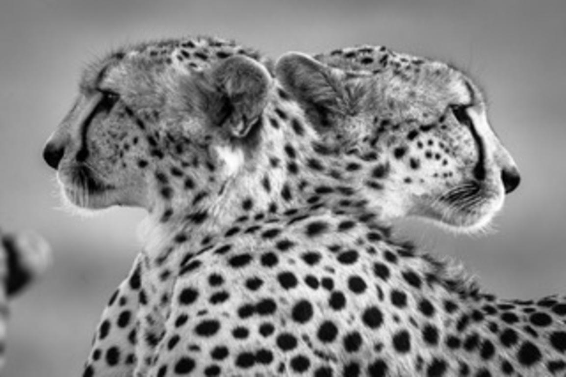 Michel & Christine Denis-Huot Landscape Photograph - Baby panthers