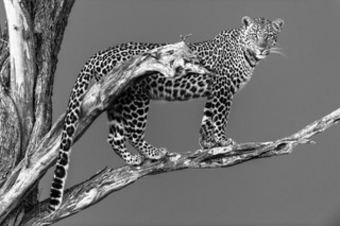 Michel & Christine Denis-Huot Black and White Photograph - Panther on a branch