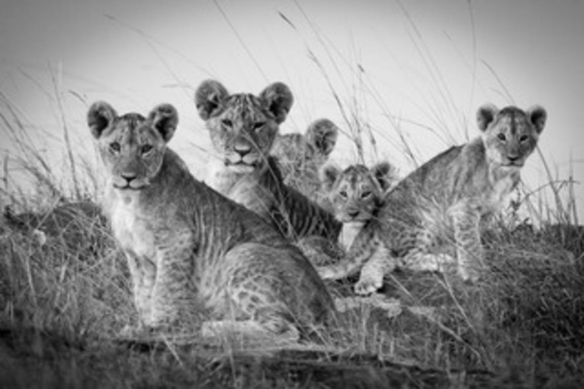 Michel & Christine Denis-Huot Landscape Photograph - Lions