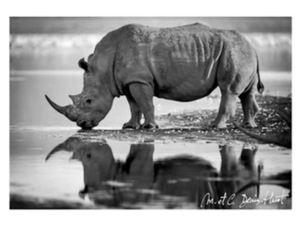 Michel & Christine Denis-Huot Landscape Photograph - 20th Century Rhinoceros Landscape Black and White Photography Drinking in Lake