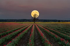 Tulip Moon