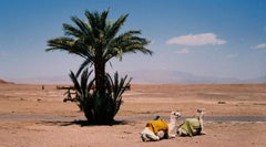 Two Camels - Fine Art Photography, Landscape, Camel, Color, Art, Marcella Zanki