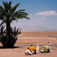 Two Camels - Fine Art Photography, Landscape, Camel, Color, Art, Marcella Zanki