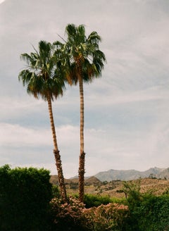 Palm Couple - Fine Art Photography, Landscape, Palm Tree, Art, Marcella Zanki