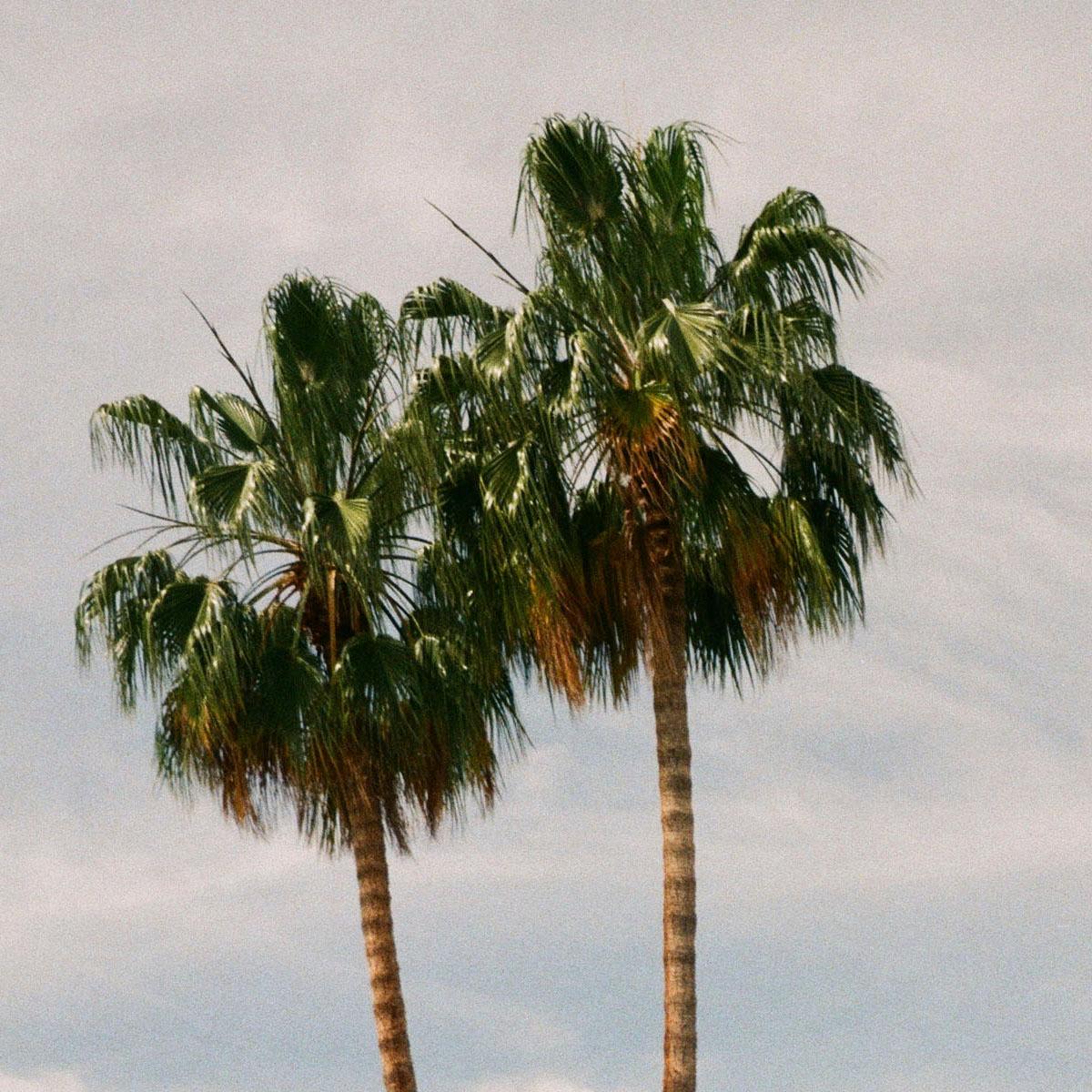 Palm Couple - Fine Art Photography, Landscape, Palm Tree, Art, Marcella Zanki For Sale 2