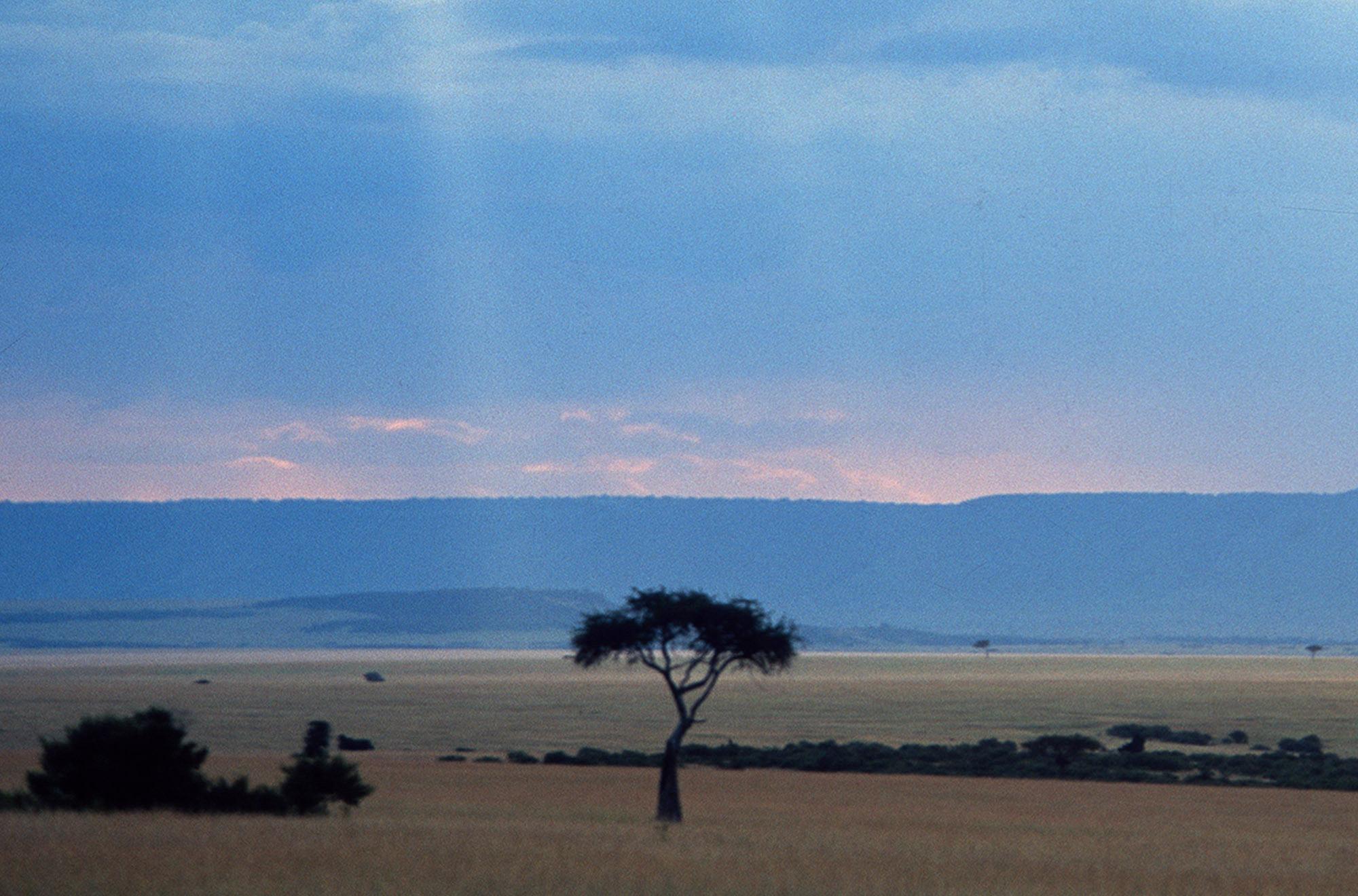 Masai Trees - Fine Art Photography, Landscape, Contemporary, Art, Eduardo Rubio For Sale 1