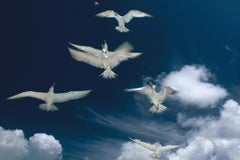 Seagulls - Fine Art Photography, Landscape, Contemporary, Art, Eduardo Rubio