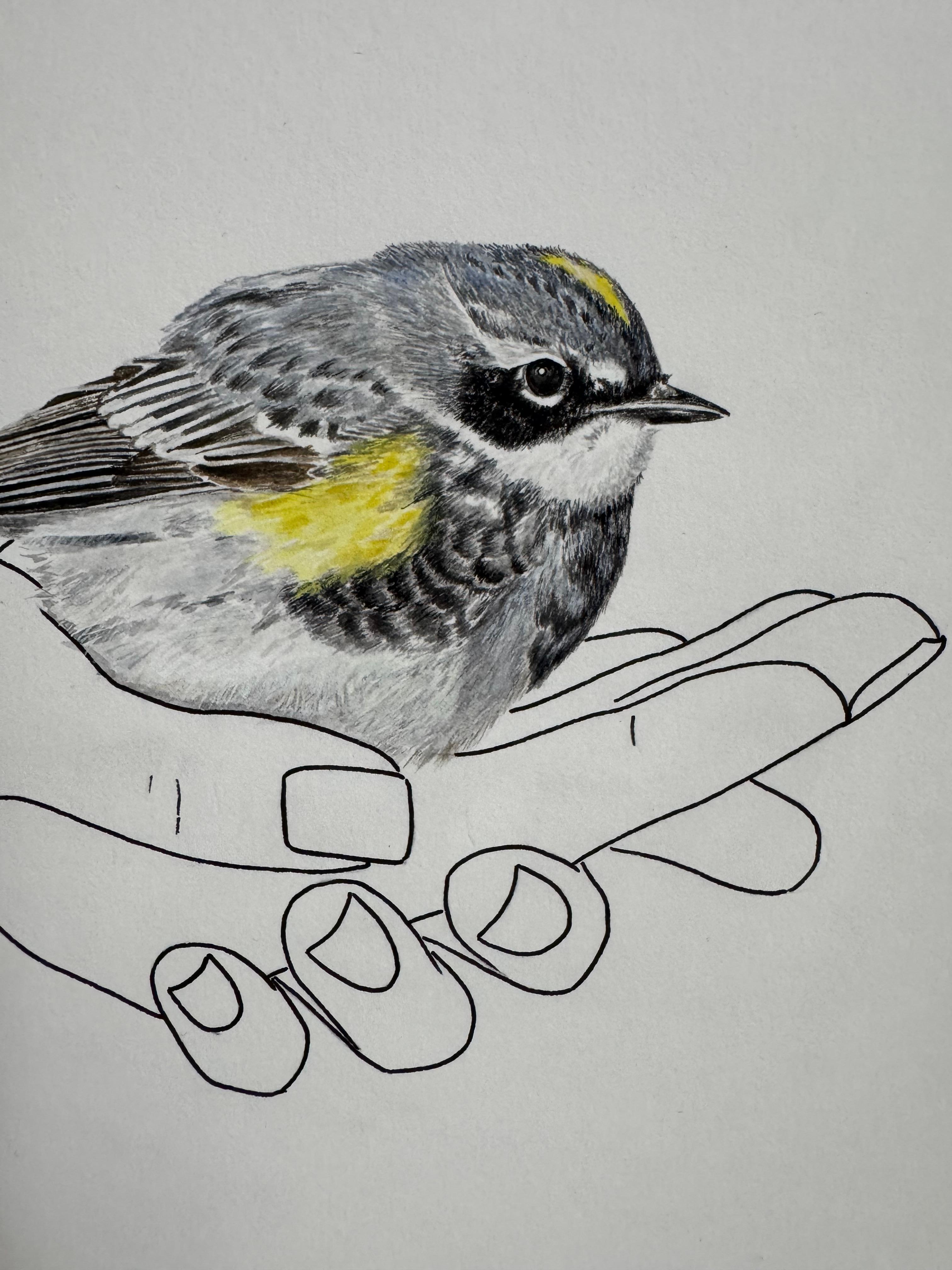 Donde descansan las alas - dibujo lineal de unas manos con un pájaro curruca rabilarga - Painting Minimalista de Mila Akopova